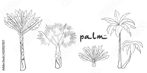 hand drawn line art vector of palm trees. Poster art in old style. Minimalist design.