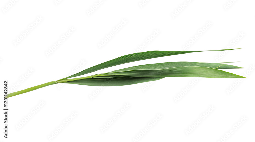 a green grass isolated on a transparent background a green grass isolated on a transparent background
