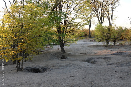 Baby Spotted Hyena at the Hyena den in the Okavango Delta, Khwai Region
