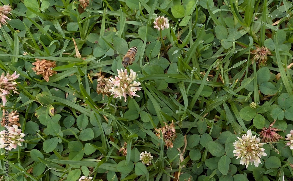Fototapeta premium Field flowers with a bee