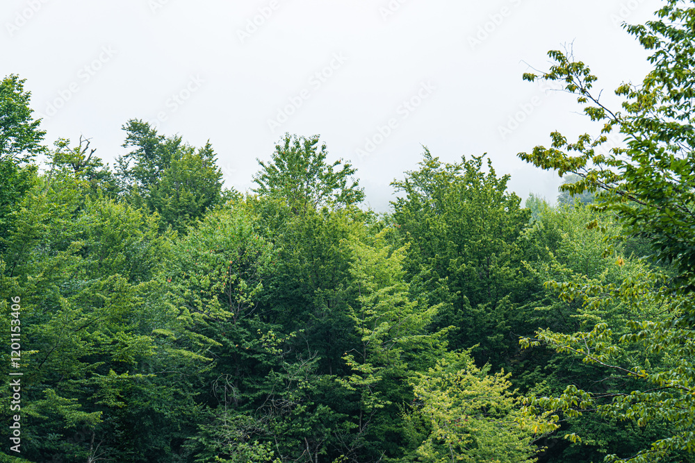 Summer mountain landscape in raining day Summer mountain landscape in raining day
