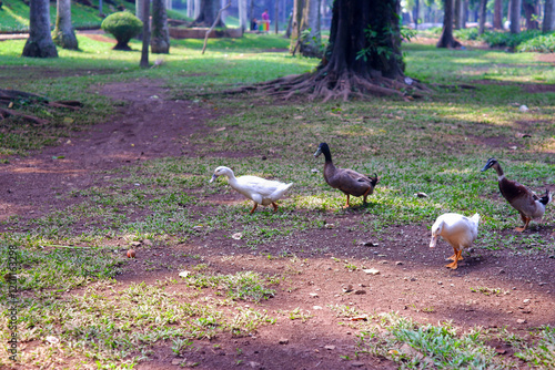 A flock of domestic geese (soang) on ​​the edge of the city lake