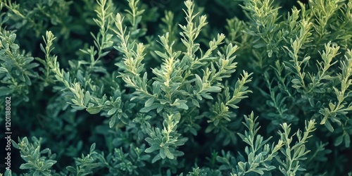 Lush green Artemisia thuscula foliage forming a textured background with varying leaf shapes and shades, highlighting a vibrant nature theme. photo