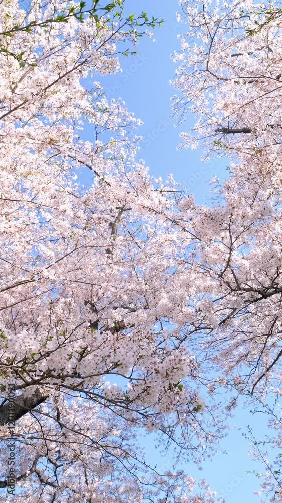 Branches of almond sakura blossoms on a sunny day. Branches of almond sakura blossoms on a sunny day.