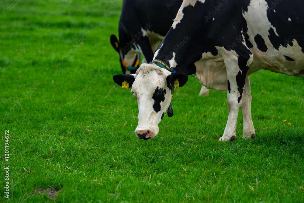 Grazing cows. Cows at field. Cow herd at green pasture. Countryside landscape and pasture for cows. Cow herd in the countryside. Cows on farmland. Farming. Grazing cows. Cows at field. Cow herd at green pasture. Countryside landscape and pasture for cows. Cow herd in the countryside. Cows on farmland. Farming.