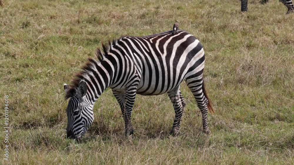 An african Zebra razing in a savannah, with a bird on its back, Africa, Ngorongoro An african Zebra razing in a savannah, with a bird on its back, Africa, Ngorongoro