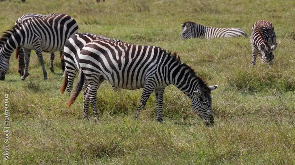 A Zebra razing with its herd on a savannah in Africa, Ngorongoro A Zebra razing with its herd on a savannah in Africa, Ngorongoro