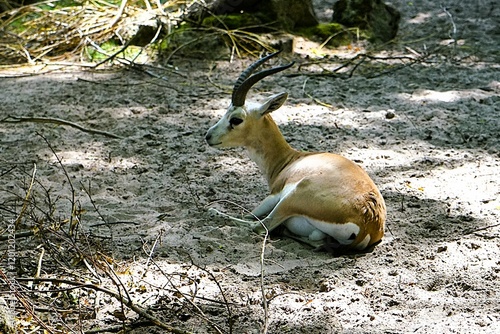 Male Goitered gazelle with curved black horns lying on the sandy ground. Ungulate, Gazella subgutturosa. photo