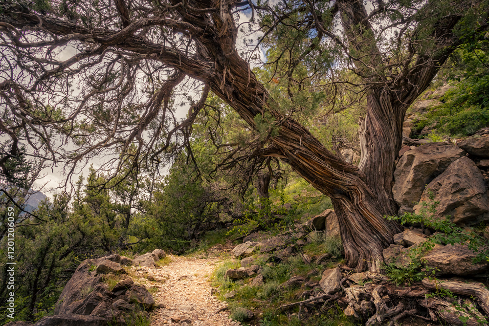 Arbre très vieux dans les Hautes alpes Arbre très vieux dans les Hautes alpes