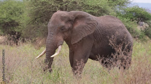 Big African Elephant male cleans itself with savannah dirt and sand, savannah environment, trees in the background and lots of grass