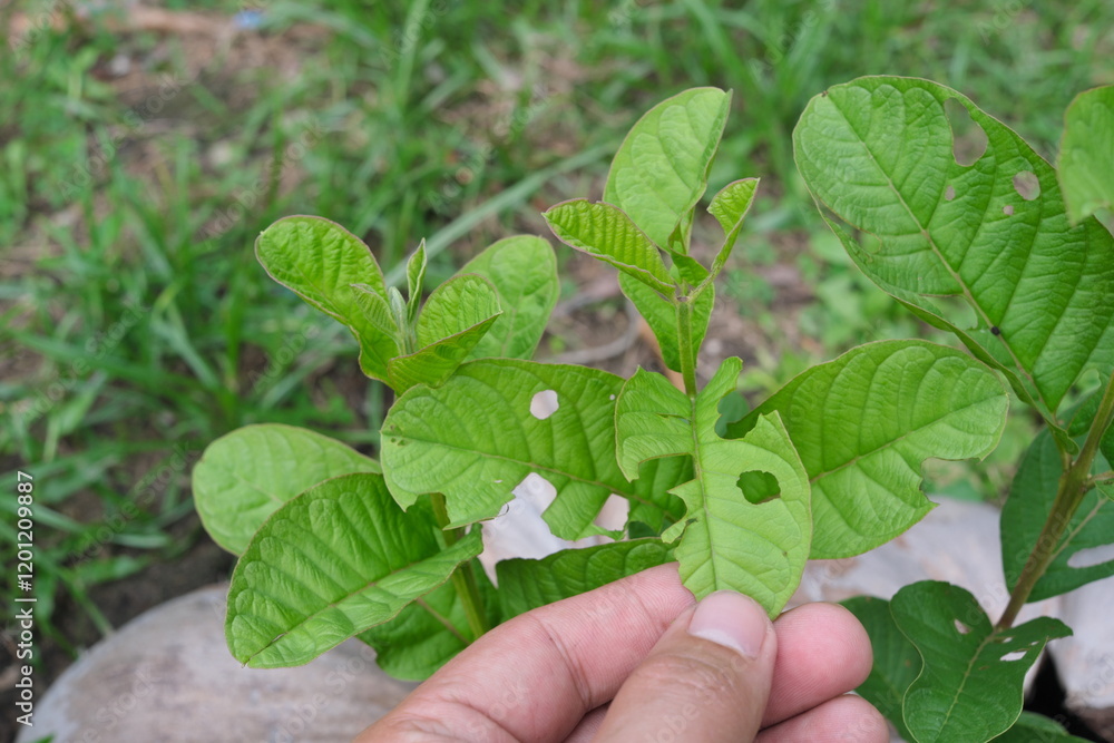 Closeup of young guava leaves with chewing insect damage. Pest and disease management.