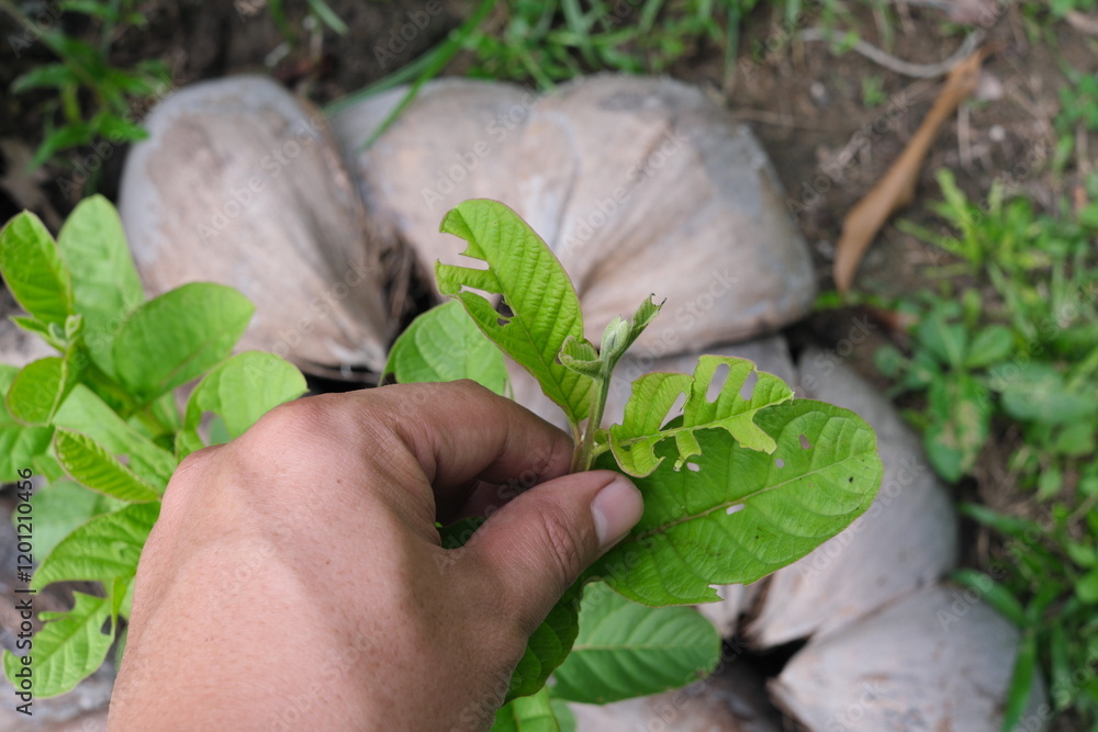 Closeup of young guava leaves with chewing insect damage. Pest and disease management.