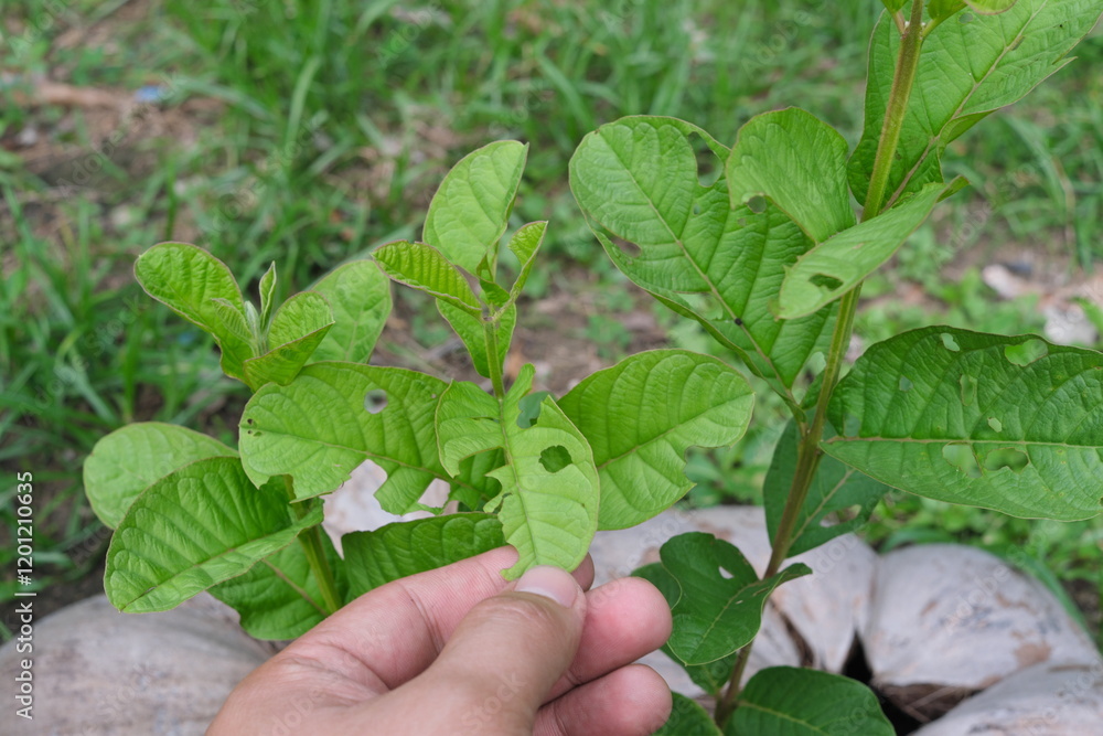 Closeup of young guava leaves with chewing insect damage. Pest and disease management.