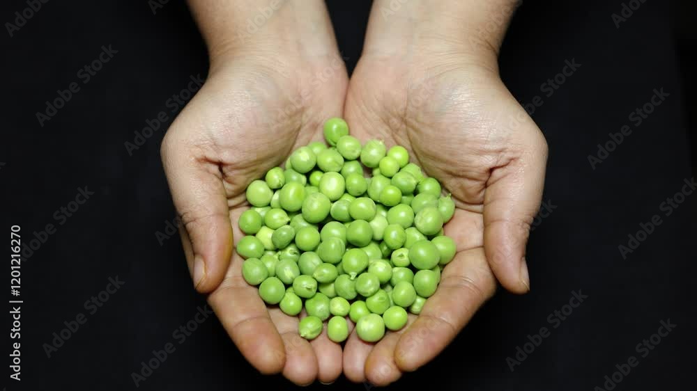 Fresh Green Peas Peeled in Hand Close-Up on Black Background studio shot Fresh Green Peas Peeled in Hand Close-Up on Black Background studio shot