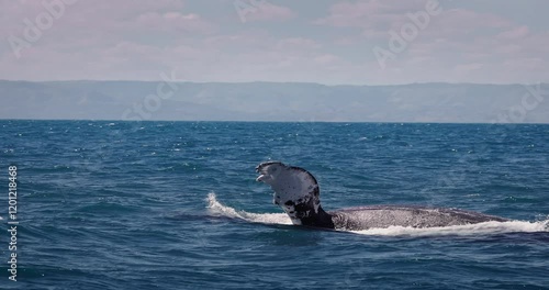 Humpback blue whale jumping out of the water in Caribbean Sea, Dominican Republic during nice sunny day