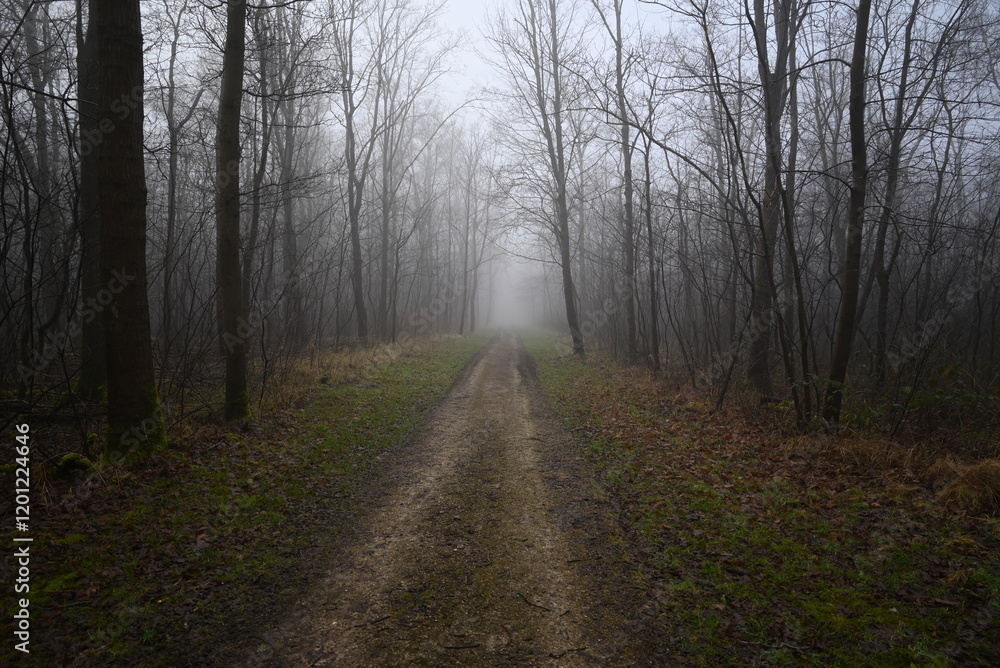 road in the fog road in the fog