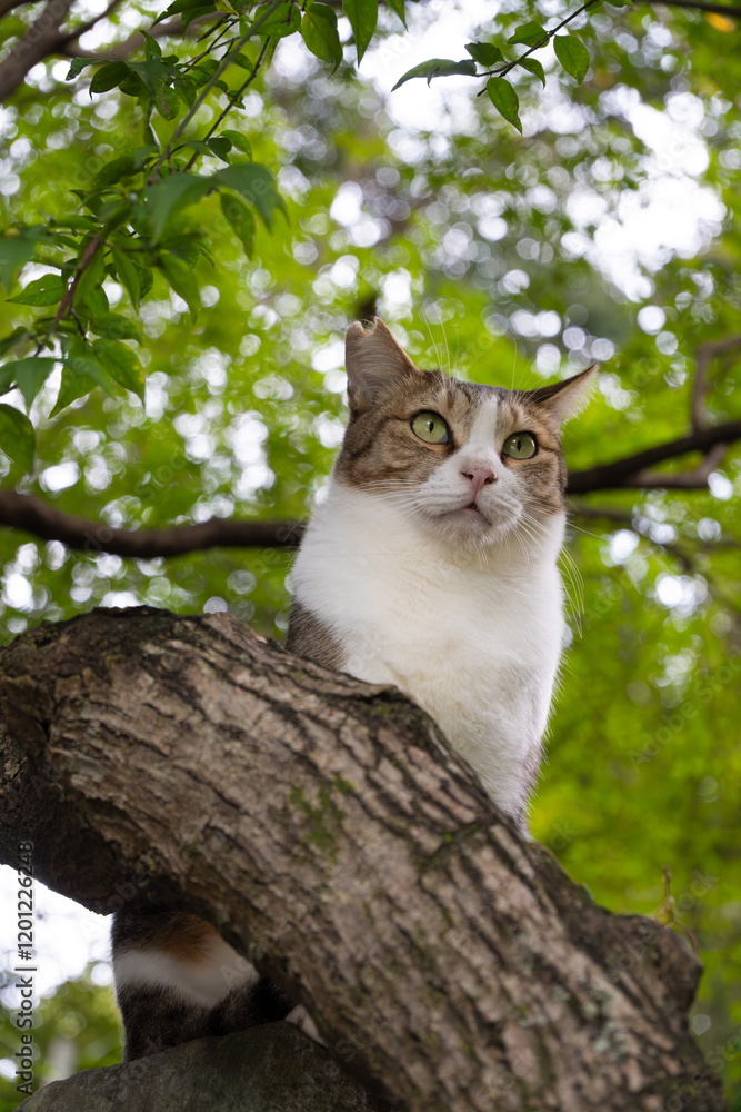 Fototapeta premium 森の木漏れ日の中木の上でお座りしてるキジトラ柄とぶち猫柄の野良猫