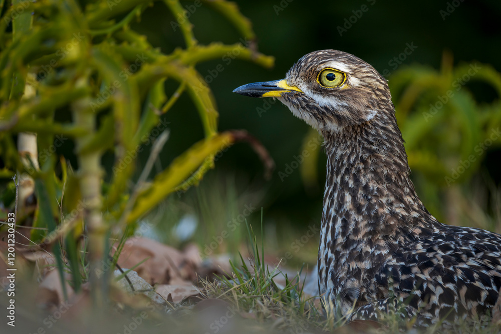 Spotted thick-knee, spotted dikkop or Cape thick-knee (Burhinus capensis) sitting on her terrestrial nest. Hermanus, Whale Coast, Overberg, Western Cape, South Africa. Spotted thick-knee, spotted dikkop or Cape thick-knee (Burhinus capensis) sitting on her terrestrial nest. Hermanus, Whale Coast, Overberg, Western Cape, South Africa.