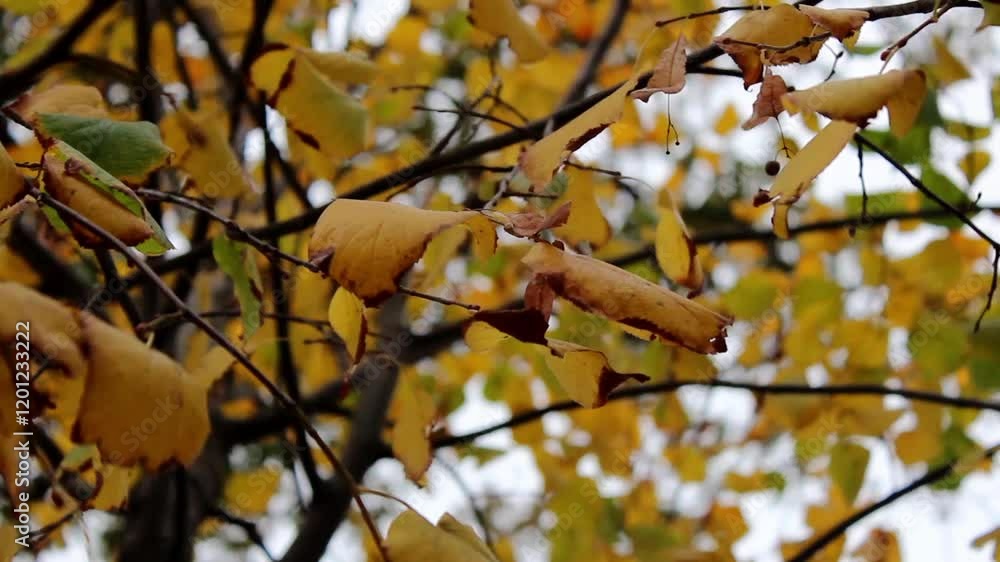 Yellow leaves tree in autumn