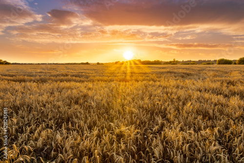 Fotografie scenic evening in golden wheat field with rustic road, amazing cloudy sunset