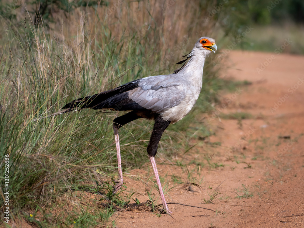 Obraz premium Majestic Secretary Bird Striding Through Kruger National Park