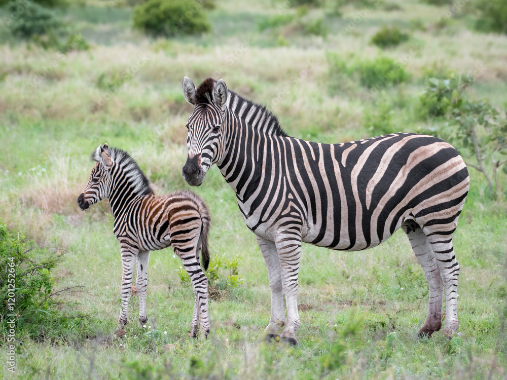 Elegant Zebras Grazing in Kruger National Park’s Savanna Elegant Zebras Grazing in Kruger National Park’s Savanna