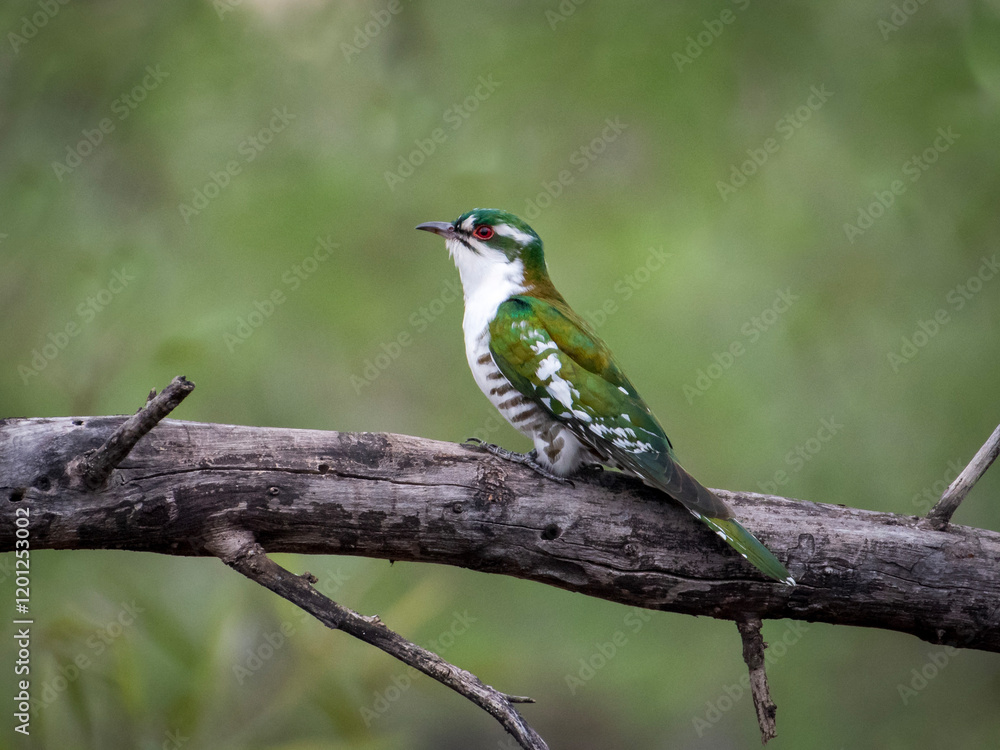 Green and White Bird Perched in Kruger National Park Green and White Bird Perched in Kruger National Park