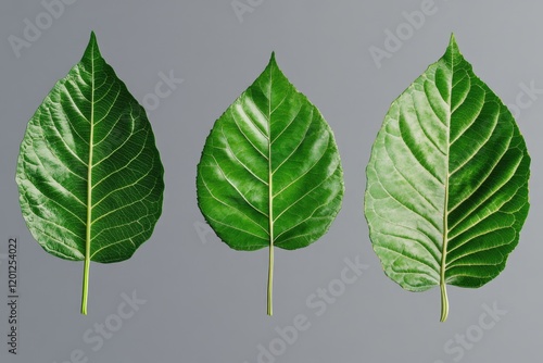 Close-up photography of three distinct leaf species on a gray surface, ideal for botanical or educational uses