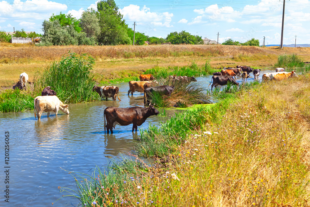 Rural scene with a herd of cows cooling off in a narrow stream surrounded by lush green reeds and golden grasslands under a bright blue sky. A perfect depiction of pastoral life and countryside charm