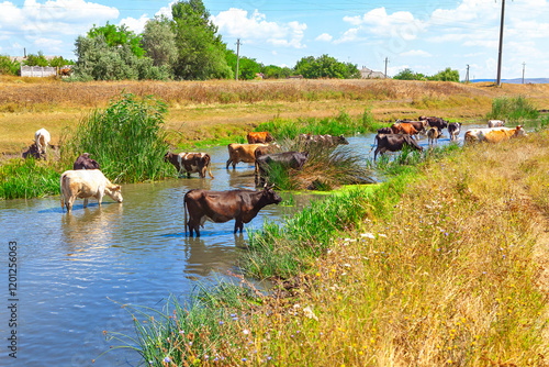 Obraz na płótnie Rural scene with a herd of cows cooling off in a narrow stream surrounded by lush green reeds and golden grasslands under a bright blue sky. A perfect depiction of pastoral life and countryside charm w salonie