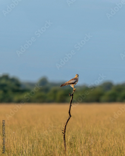 White eyed buzzard or Butastur teesa perched in natural green background at tal chhapar blackbuck sanctuary churu rajasthan india photo