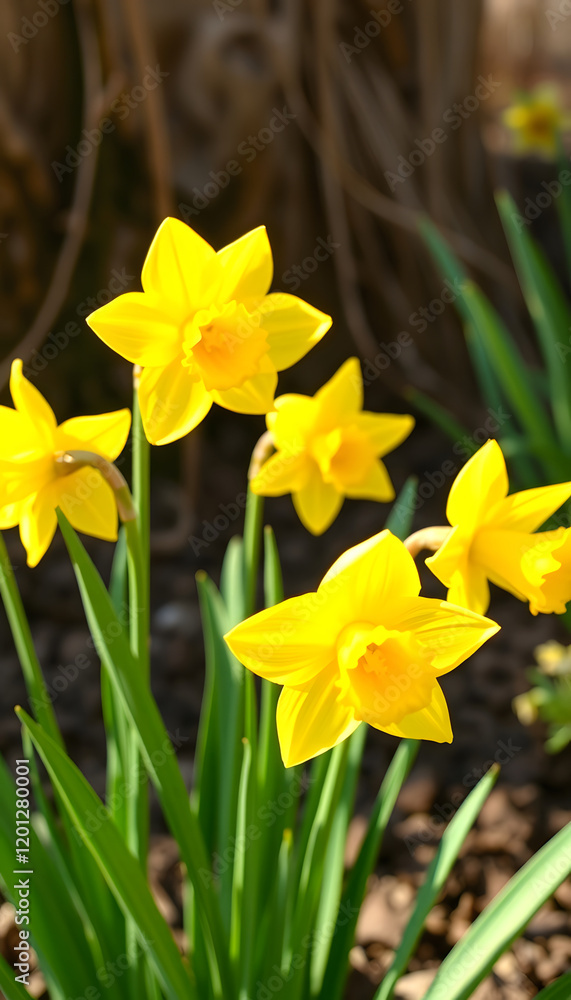 The spring cute yellow daffodils, masterpiece, with white tones The spring cute yellow daffodils, masterpiece, with white tones
