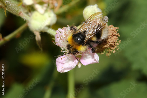 Eine Gartenhummel auf einer Brombeerblüte, Bombus hortorum  photo