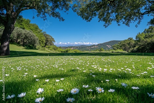 Blooming daisies adorn the lush green landscape under a bright blue sky