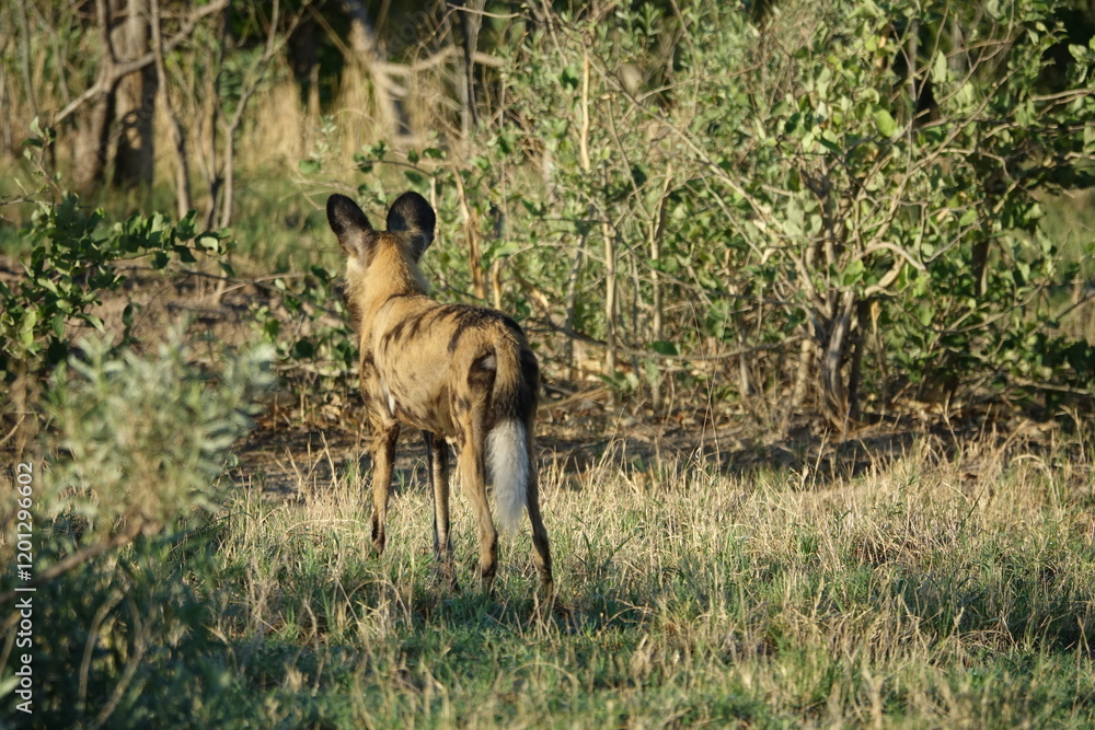 African Wild Dog in the Okavango Delta, a pack on the hunt African Wild Dog in the Okavango Delta, a pack on the hunt