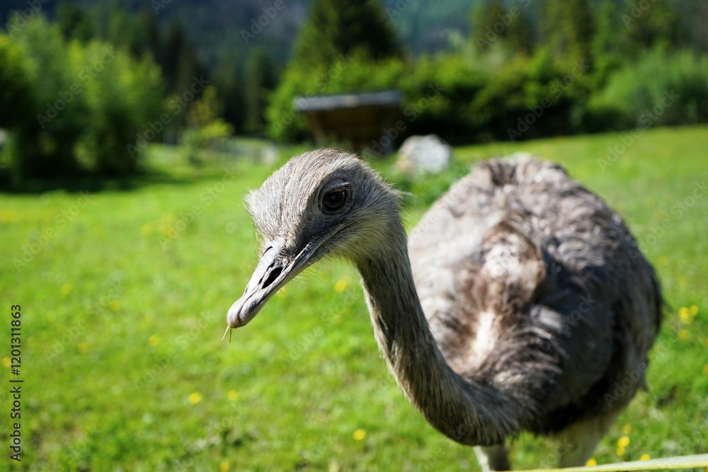 Fototapeta premium Close-up of a Greater rhea with grey plumage on a large green meadow, Rhea americana, flightless bird