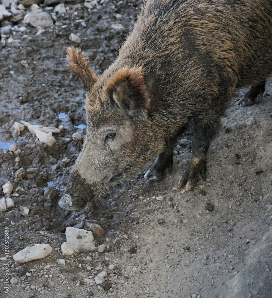 Close-up of a Eurasian wild boar in the mud with crusty brown fur and large tusks, Sus scrofa, Wild Swine, common wild pig. Close-up of a Eurasian wild boar in the mud with crusty brown fur and large tusks, Sus scrofa, Wild Swine, common wild pig.