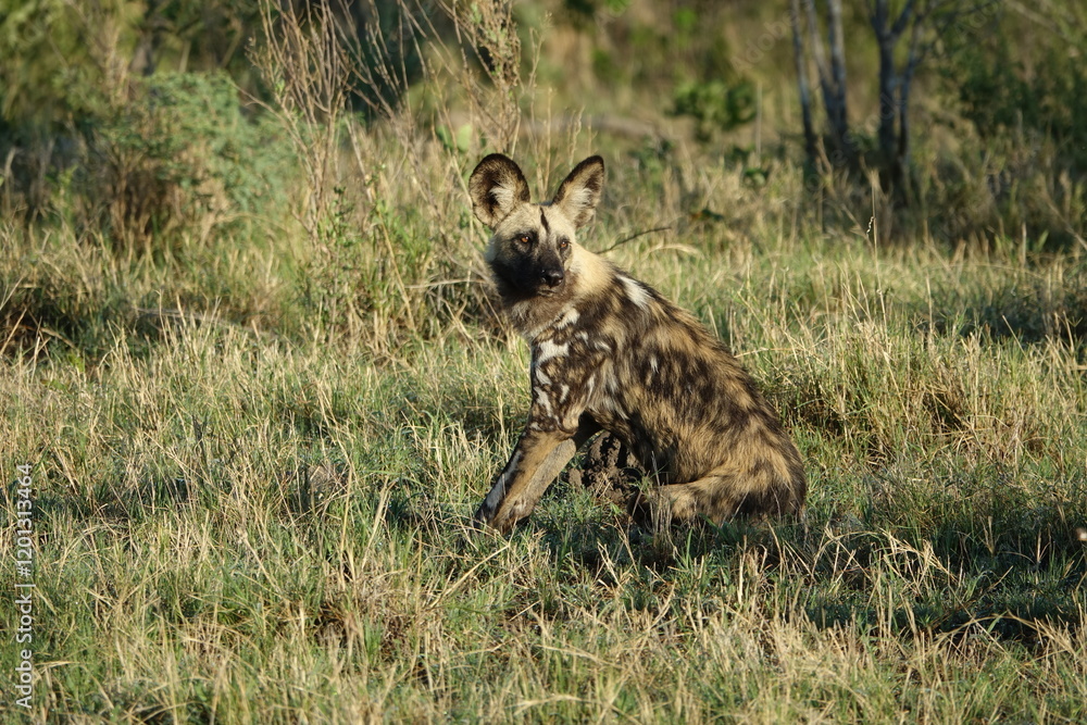 African Wild Dog in the Okavango Delta, a pack on the hunt African Wild Dog in the Okavango Delta, a pack on the hunt