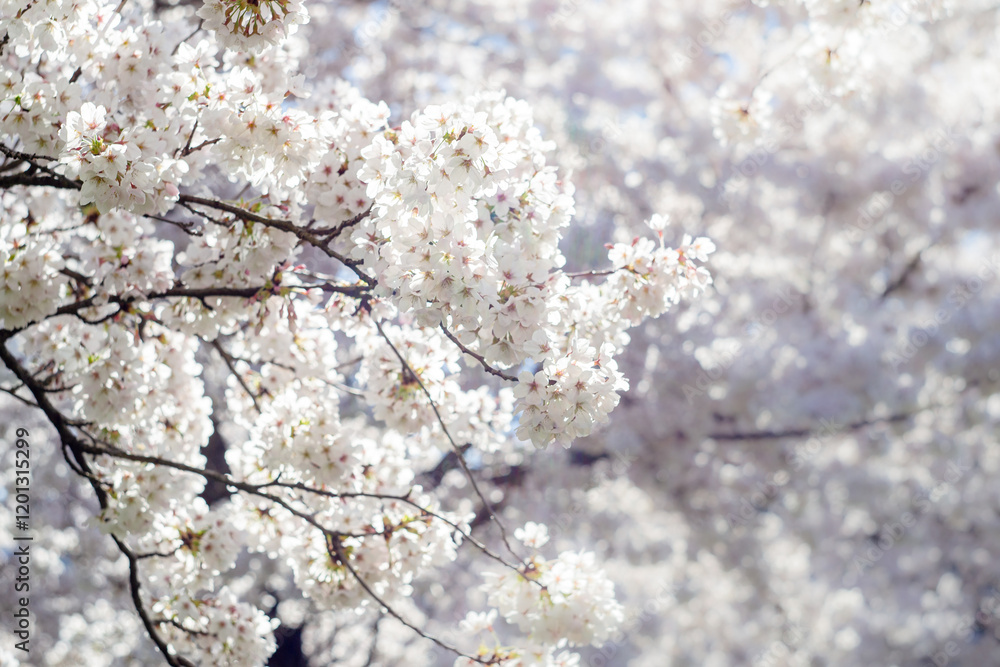 View of the lushly blooming branches of white sakura View of the lushly blooming branches of white sakura