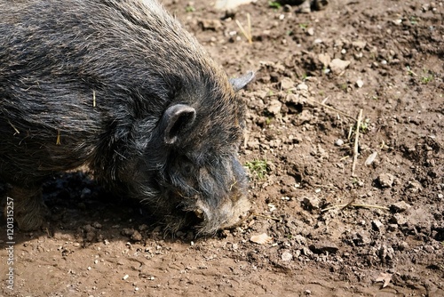 Close-up of a Vietnamese Pot-bellied with bristly, brown fur searching the ground for food, domestic pig. Livestock farming. photo