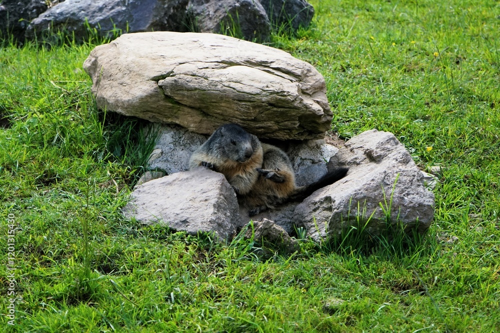 Close-up of a shy young marmot peering timidly out of its burrow surrounded by stones, Alpine marmot, Marmota marmota, Dolomites, South Tyrol, Italy, Mountain Animals Close-up of a shy young marmot peering timidly out of its burrow surrounded by stones, Alpine marmot, Marmota marmota, Dolomites, South Tyrol, Italy, Mountain Animals