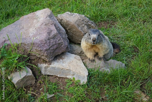 Close-up of a shy young marmot peering timidly out of its burrow surrounded by stones, Alpine marmot, Marmota marmota, Dolomites, South Tyrol, Italy, Mountain Animals photo