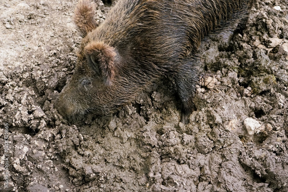 Close-up of a Eurasian wild boar in the mud with crusty brown fur and large tusks, Sus scrofa, Wild Swine, common wild pig. Close-up of a Eurasian wild boar in the mud with crusty brown fur and large tusks, Sus scrofa, Wild Swine, common wild pig.