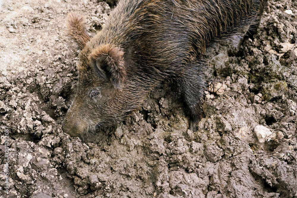Close-up of a Eurasian wild boar in the mud with crusty brown fur and large tusks, Sus scrofa, Wild Swine, common wild pig. Close-up of a Eurasian wild boar in the mud with crusty brown fur and large tusks, Sus scrofa, Wild Swine, common wild pig.