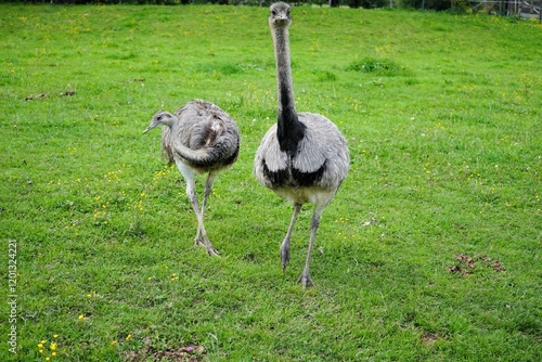 Two Greater rheas on a large green meadow, Rhea americana, flightless bird photo