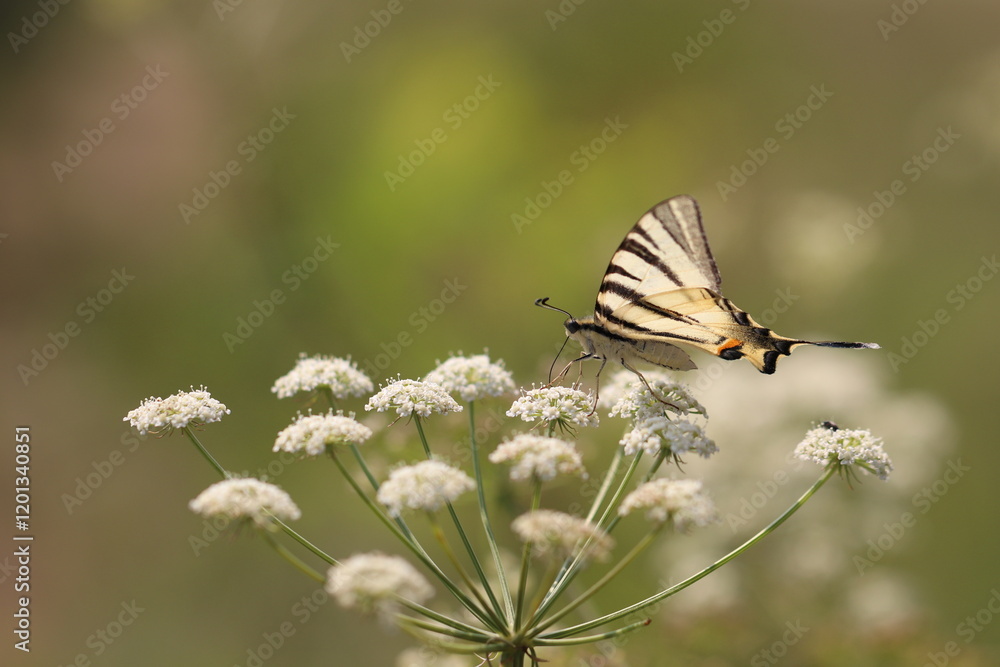 una farfalla iphiclides podalirius su un fiore in estate una farfalla iphiclides podalirius su un fiore in estate