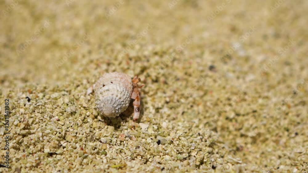 A hermit crab on a sandy beach in Aitutaki, symbolizing nature and simplicity A hermit crab on a sandy beach in Aitutaki, symbolizing nature and simplicity