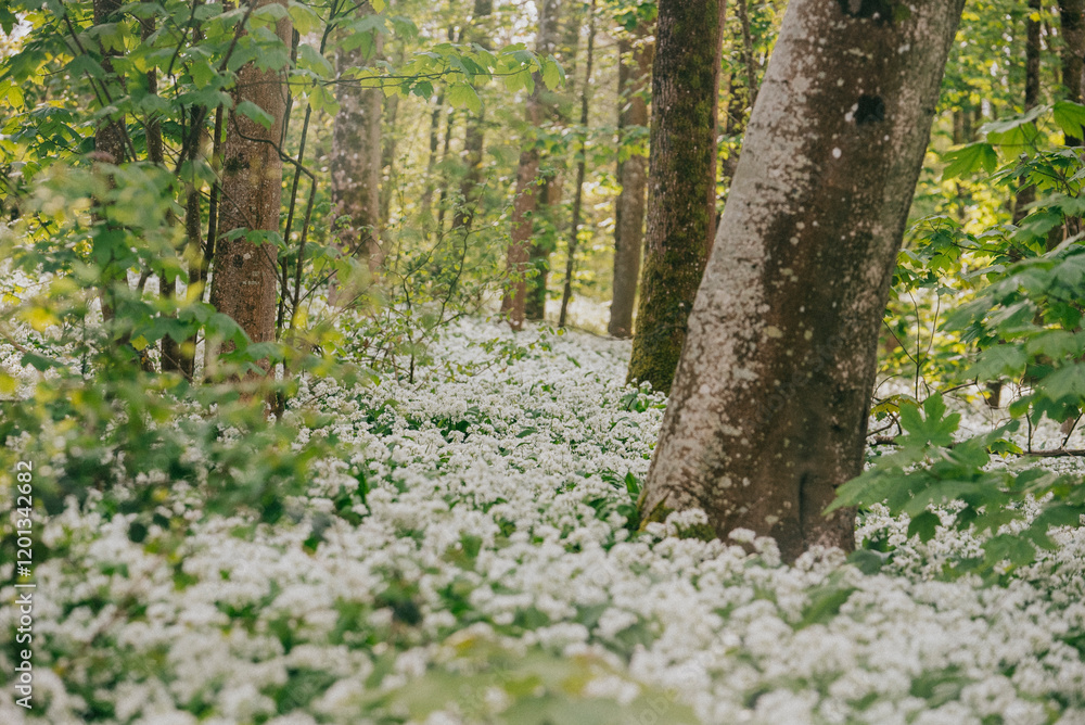 Obraz premium A beautiful forest scene with a large tree in the center of a field of white flowers. The flowers are scattered throughout the field, creating a peaceful and serene atmosphere