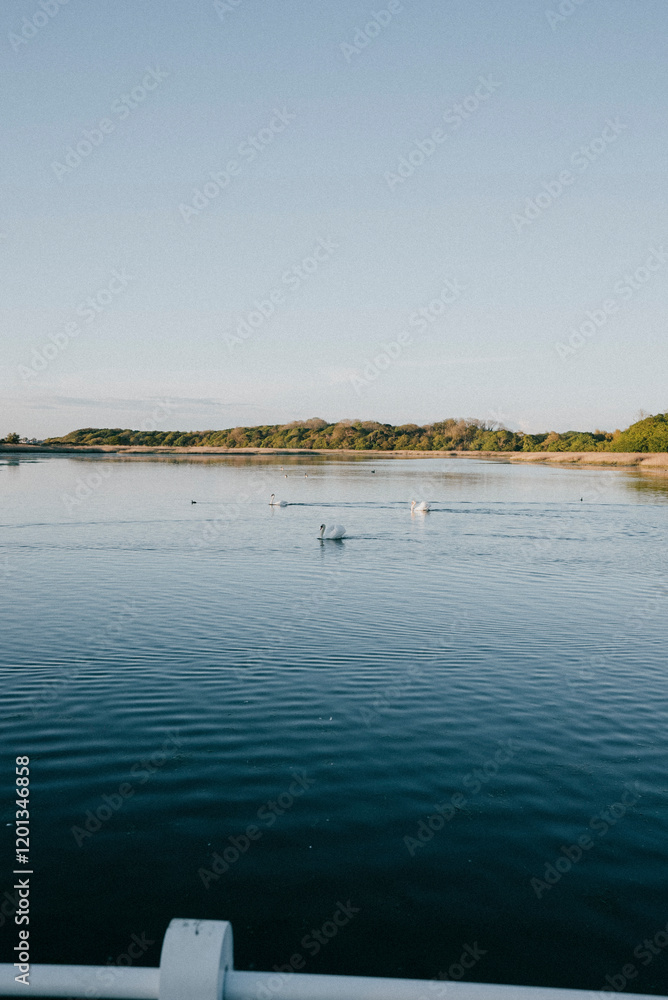 A group of swans are swimming in a lake. The water is calm and clear. The sky is blue and there are no clouds A group of swans are swimming in a lake. The water is calm and clear. The sky is blue and there are no clouds