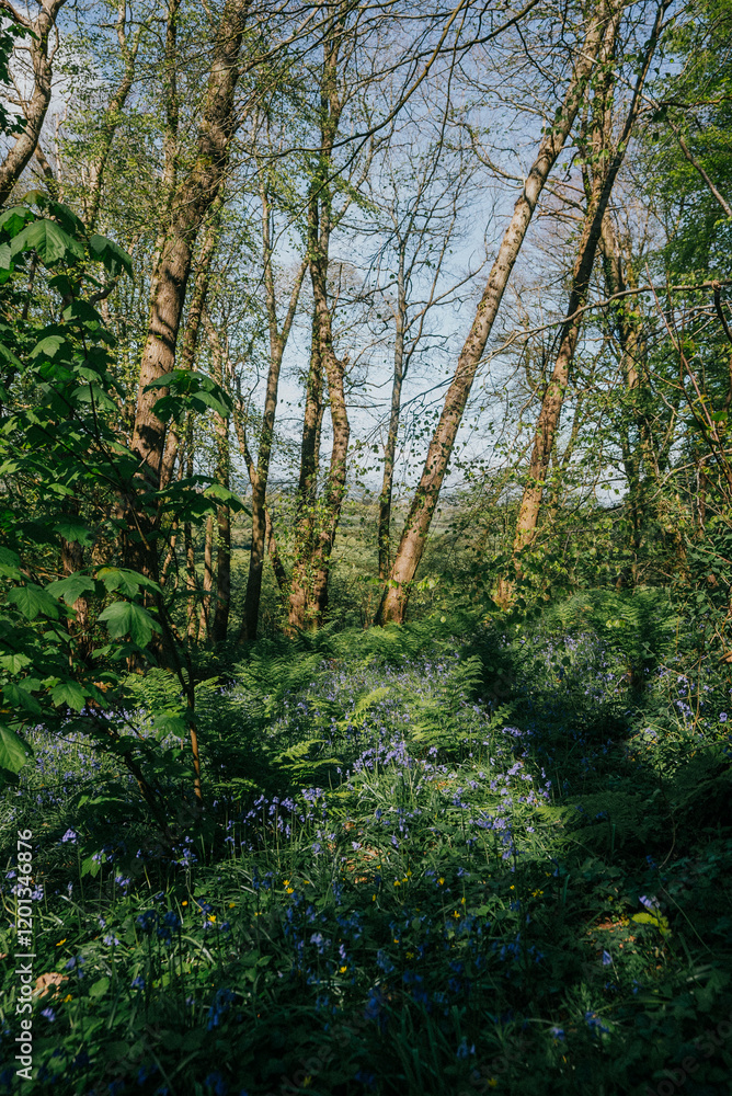 A forest with a lot of trees and bushes. The trees are green and the bushes are brown. The sky is blue and the sun is shining
